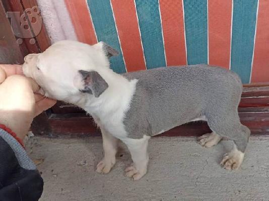 Κουτάβια American Staffordshire Terrier